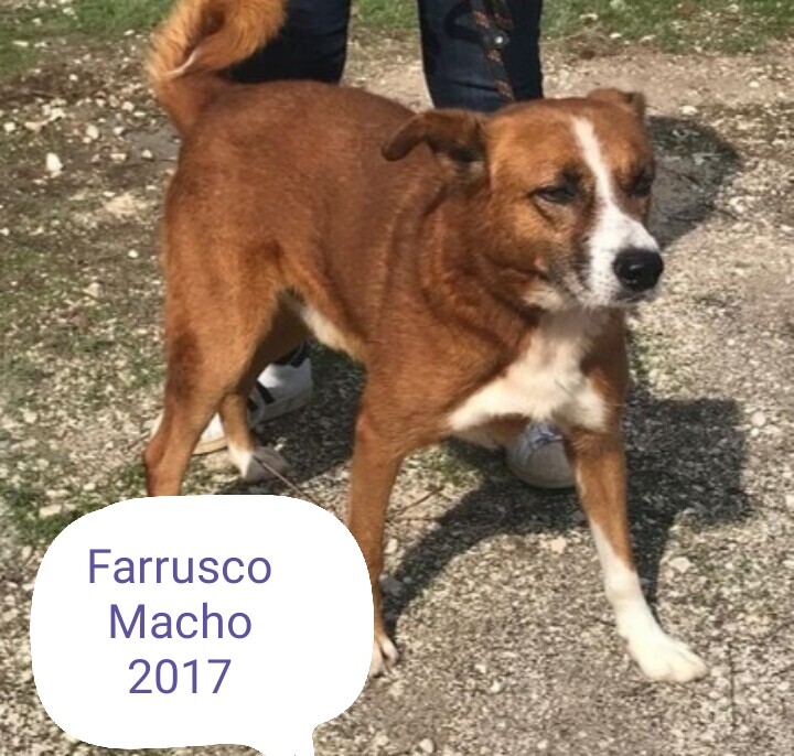 Farrusco