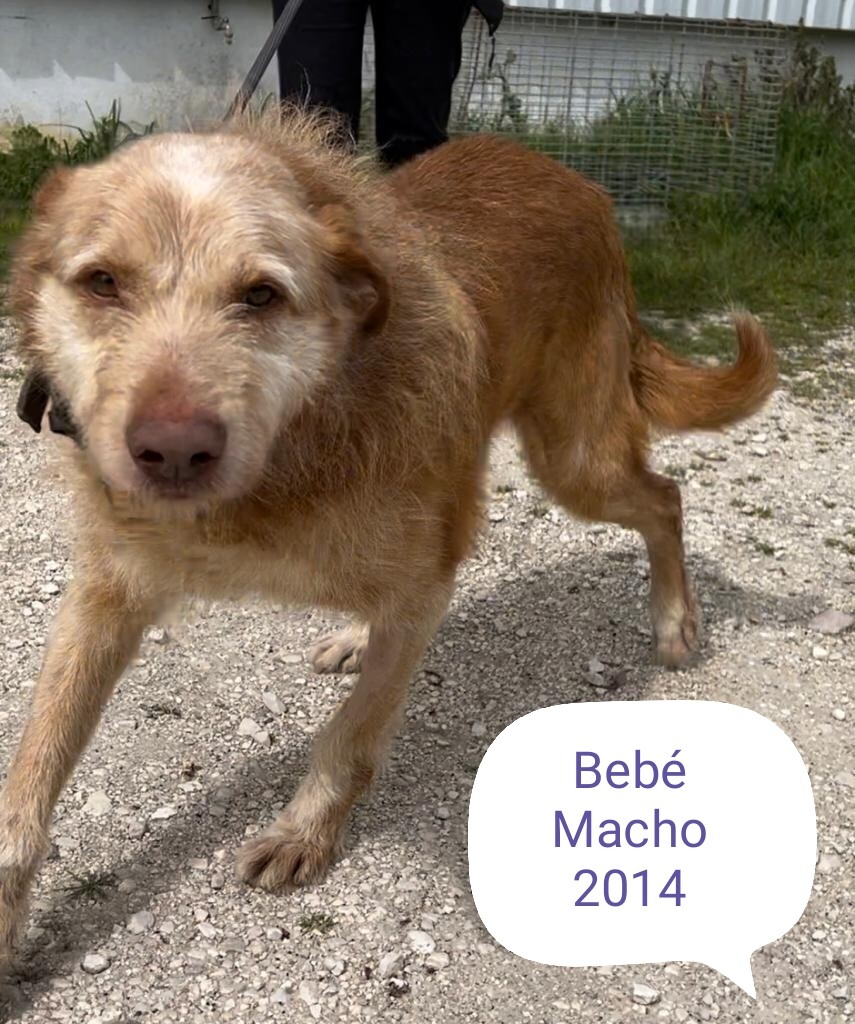 Bebé